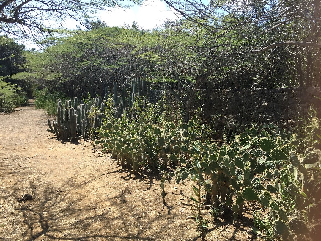 Cactussen bospad
