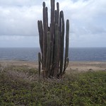 Wat een giga cactussen , blijft imposant