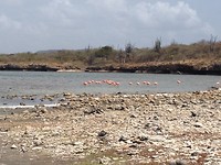 Overal flamingo’s op Bonaire
