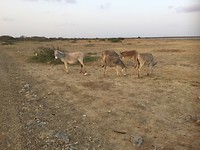 Overal lopen ezels en geiten in het wild rond, zo apart