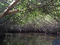 Zo bijzonder, mangrove bossen