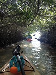 In mangrovebos kayakken
