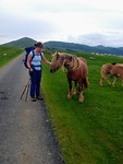 Overal paarden....met bellen om hun nek