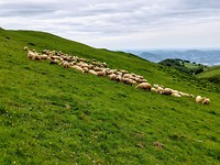 Schapen...heeeel veel gezien