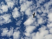 Vele roofvogels, af en toe 'looking up'
