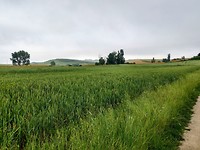 Graanvelden