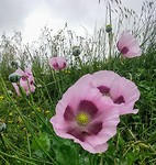 Paarse poppies