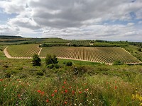 Wijnvelden