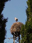 3e nest ooievaars al gespot