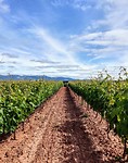 Rioja wijngaarden