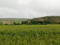 Graanvelden