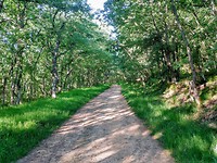 Gelukkig de bossen in