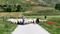 Kudde schapen