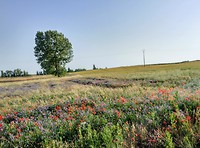 Minder bloemen onderweg