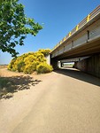 Ontzettende veel Brem.incl gele brug