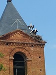 Vele nesten ooievaars gezien
