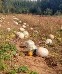Pompoenen