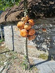 Kalebassen
