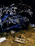 Dromenboom