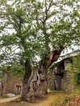 Kastanje boom 800 jaar oud