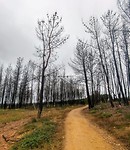 Laatste stuk...zoals de bomen...uitgeblust