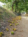 Bossen vol karstanjes