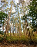 Laurierbomen