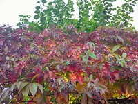 Ook hier herfst