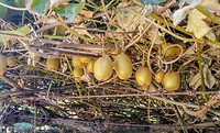 Kiwi's