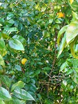 Sinaasappels