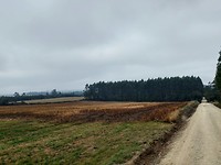 Gemaaide maisvelden