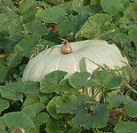 Pompoen