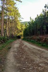 Volop wandelend door de bossen
