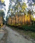 Door de eucalyptus bossen