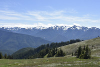 In het Olympic National Park