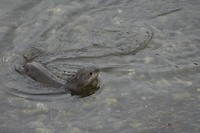 Otter