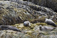 Zeehonden