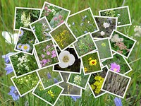 Bloemen