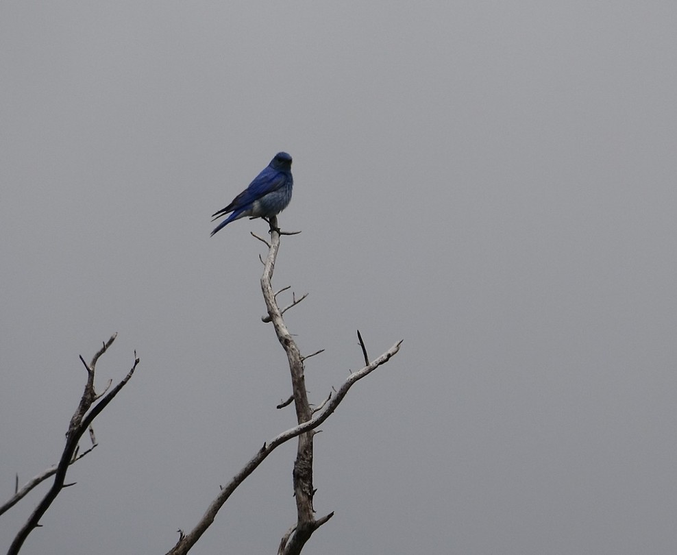 Dit blauwe vogeltje wacht op een verhaal.