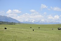 Prairie