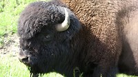 Lief knuffeltje toch?