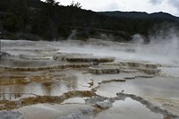 Mammoth Hot Springs