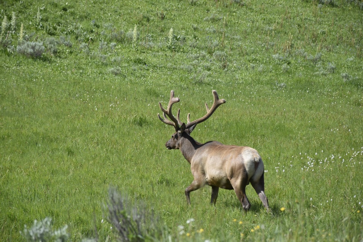 Weer zo;n beest