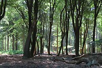 Dansende bomen
