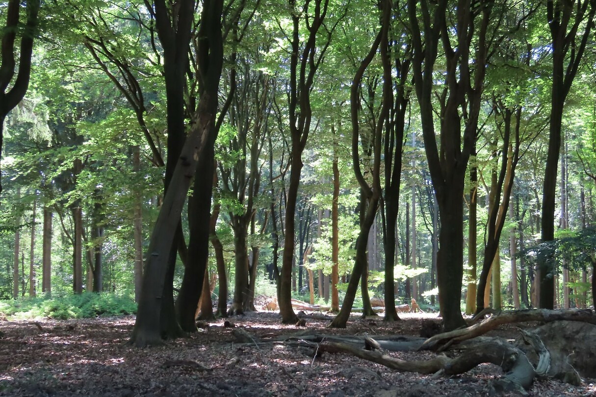 Dansende bomen