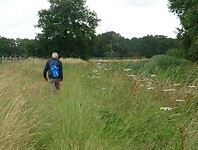 Hoog nat gras