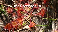 Zonnedauw