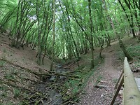 Mooie bossen