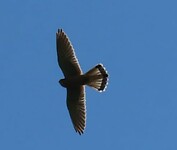Roofvogel