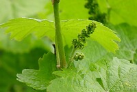 Rieslingdruiven, heel klein.